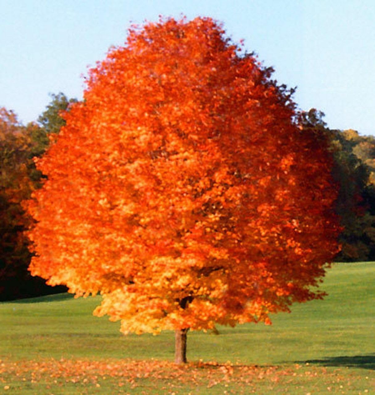 Live Plant - 2 October Glory Maple Trees - Live Plants - 12-24" Tall - Qt. Pot
