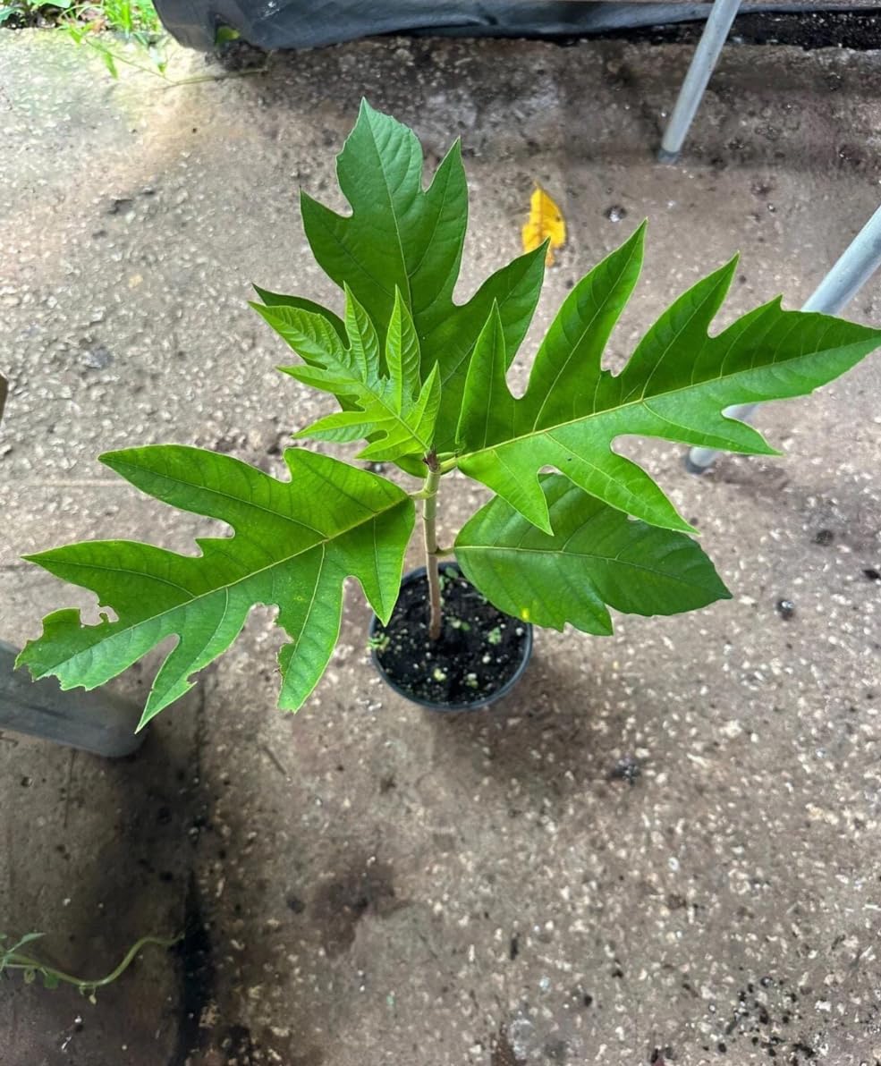 Breadfruit Plant, Breadfruit (Artocarpus altilis) Tropical Live Fruit Tree, Tropical Live Fruit Seedling, Pana de Pepita 10inch-1ft
