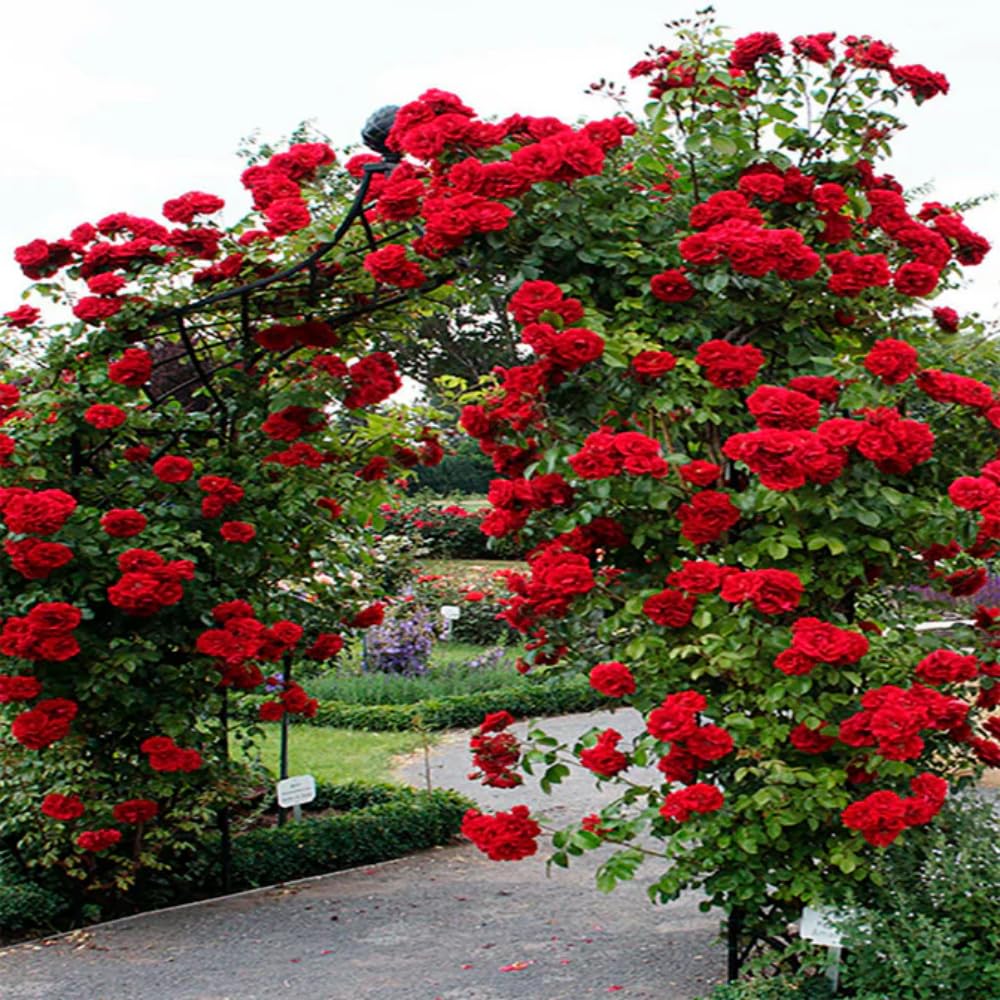 Rose Plant Live in Pot for Planting, Fragrant Roses Flowers, Summer Blooming Ornamental Garden Shrub (Red Climbing Rose)