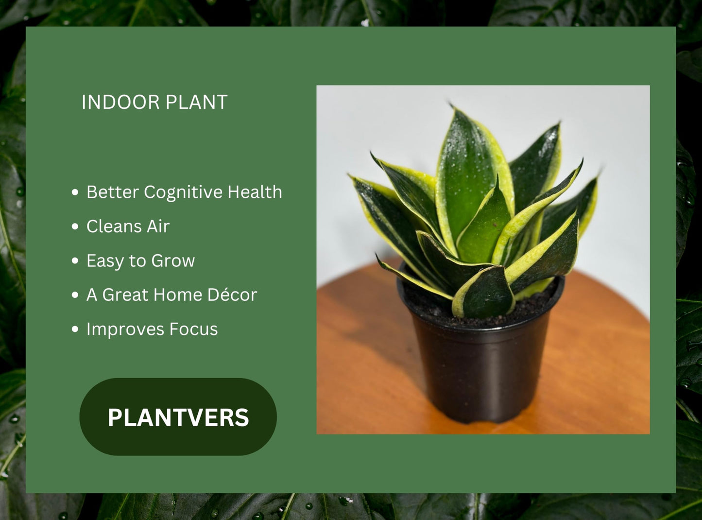 PLANTVERS Sansevieria Hahnii Jade Dwarf in 4" Grow Pot | Marginated Snake Plant | Compact Air-Purifying Succulent | Low Maintenance Indoor Greenery