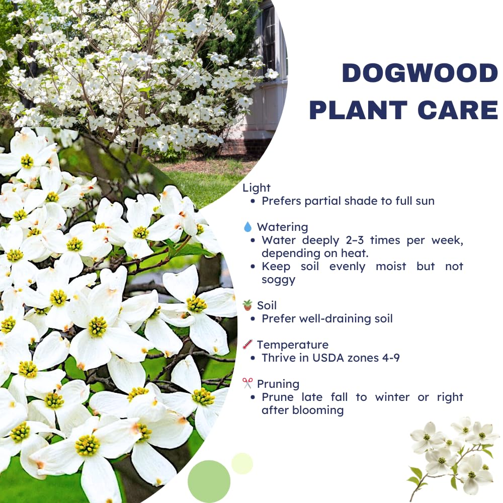 White Dogwood Tree Live Plant, Flowering Ornamental Tree for Growing, 8-14 Inch Tall, in Quart Pot