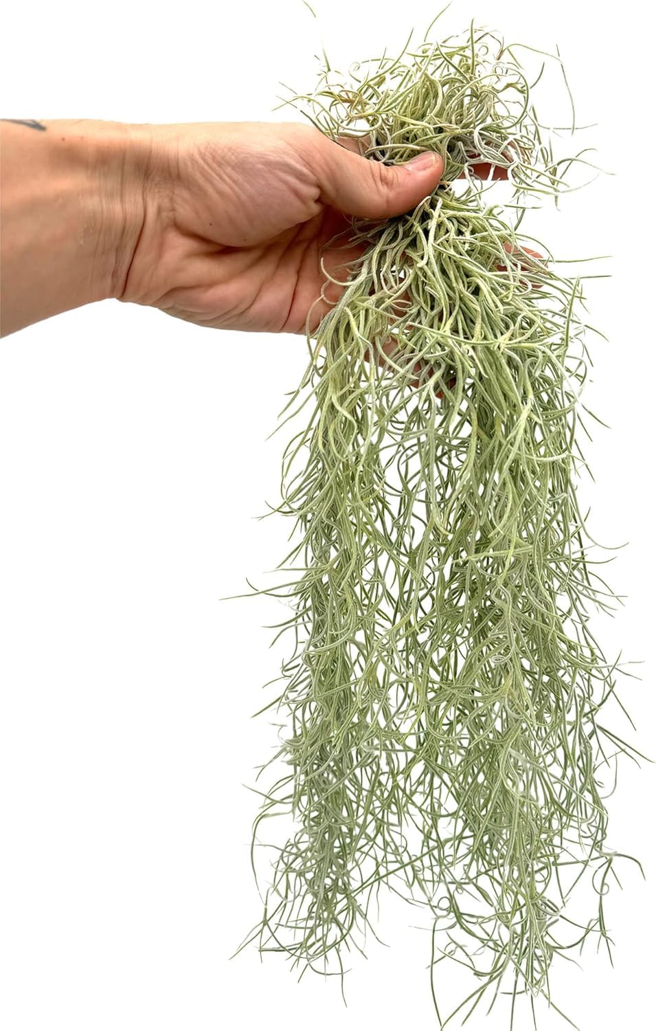 ragnaroc Tillandsia Usneoides ‘Thick-Colombian Spanish Moss’ - ragnaroc Indoor Tropical Plant 16” / 9 oz - Live Arrival Guaranteed - Live Air Plant & House Plants for Home Decor & Gift