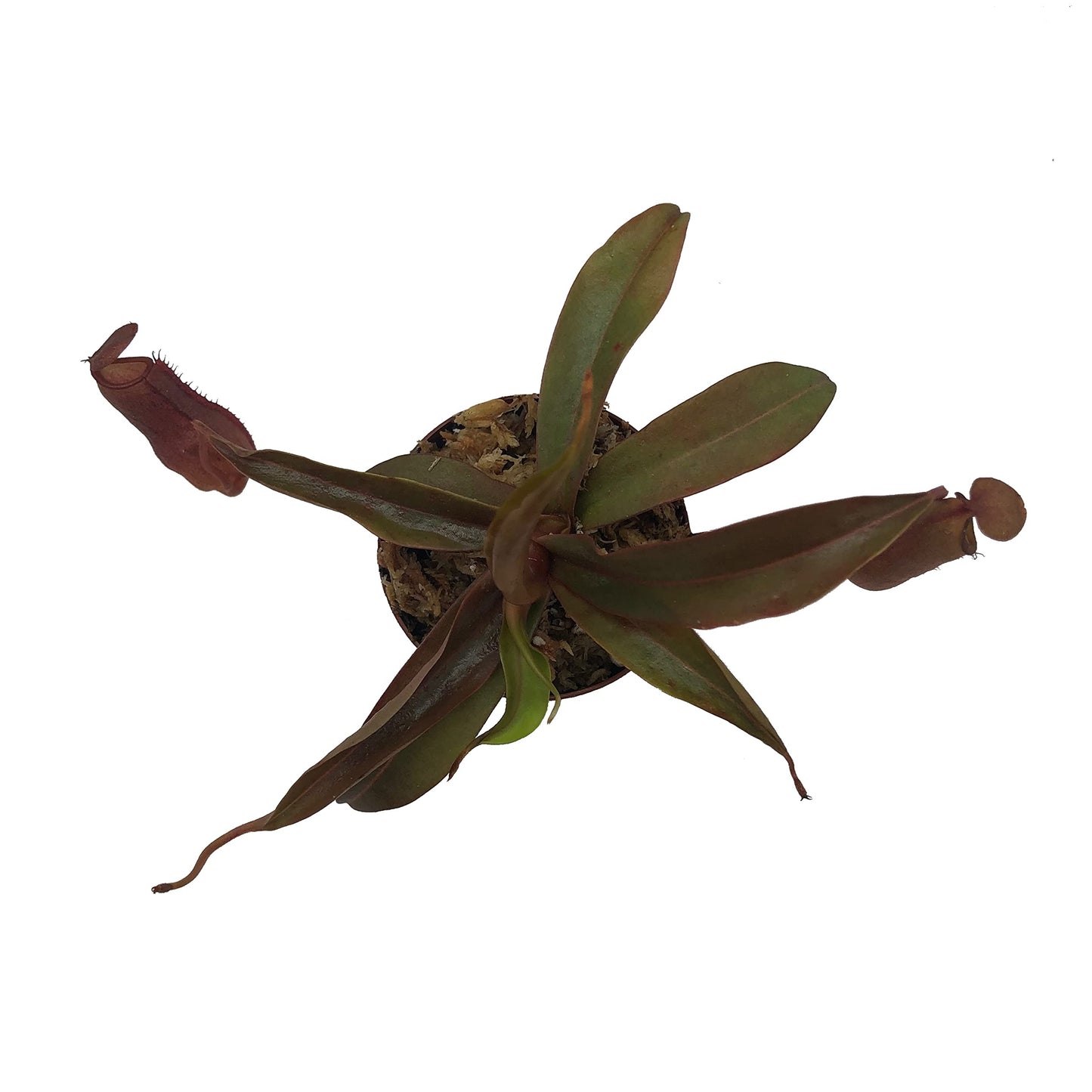 Nepenthes 'Rebecca Soper' Tropical Carnivorous Pitcher Plant