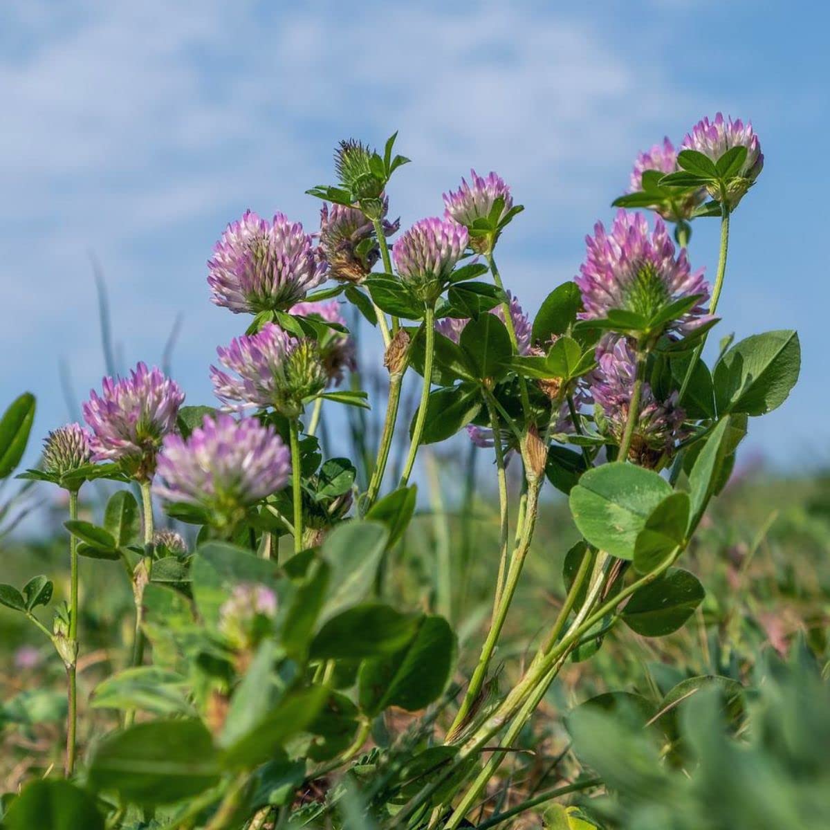 Todd's Seeds Red Clover Seeds, Non-GMO, Chemical Free, High Germination (One Pound)