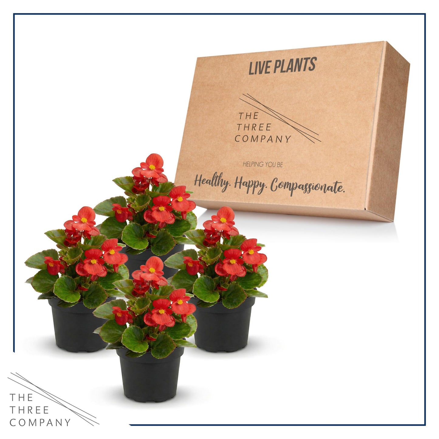 Live Begonia - Dark Leaf Cocktail Red (4 Per Pack), Beautiful Shade Annual, Ships 8" Tall by 4" Wide in 1 Pt Pot