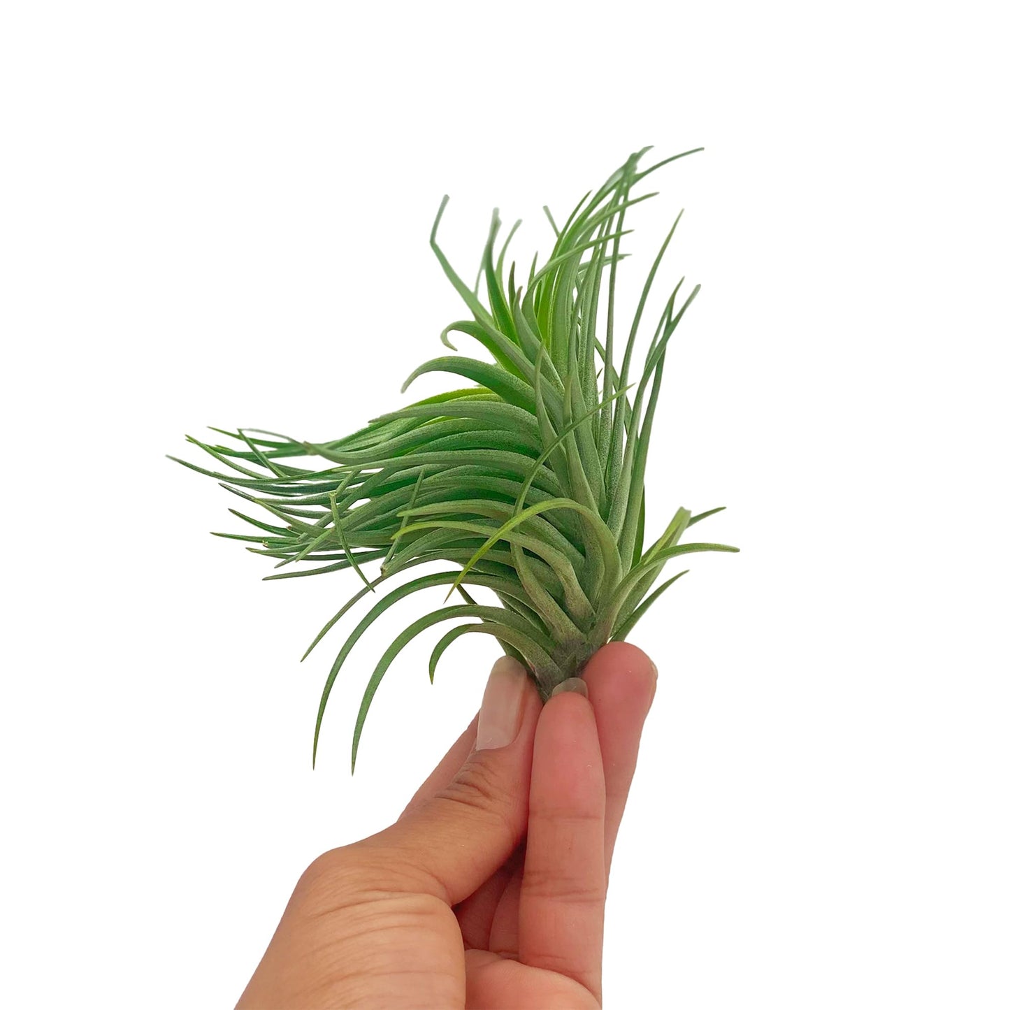 ragnaroc Air Plants - Flowering Tillandsia Pink Paske Large 5" - 2ct - Live Arrival Guaranteed - House Plants for Home Decor & Gift