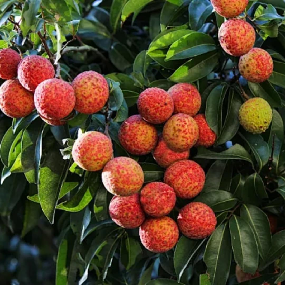 15 Lychee Seeds for Planting, Lychee Fruit Seeds Garden
