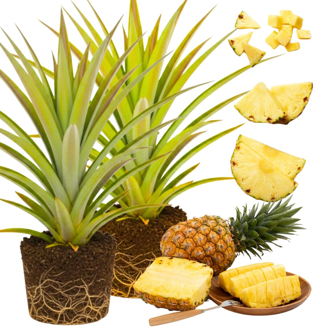 02 Pineapple Plants Live for Outdoor Full Sun Spring Planting, Cold Hardy Fruit Tree Starter from 4-6" in Tall, No Pot (Elite Gold Pineapple)