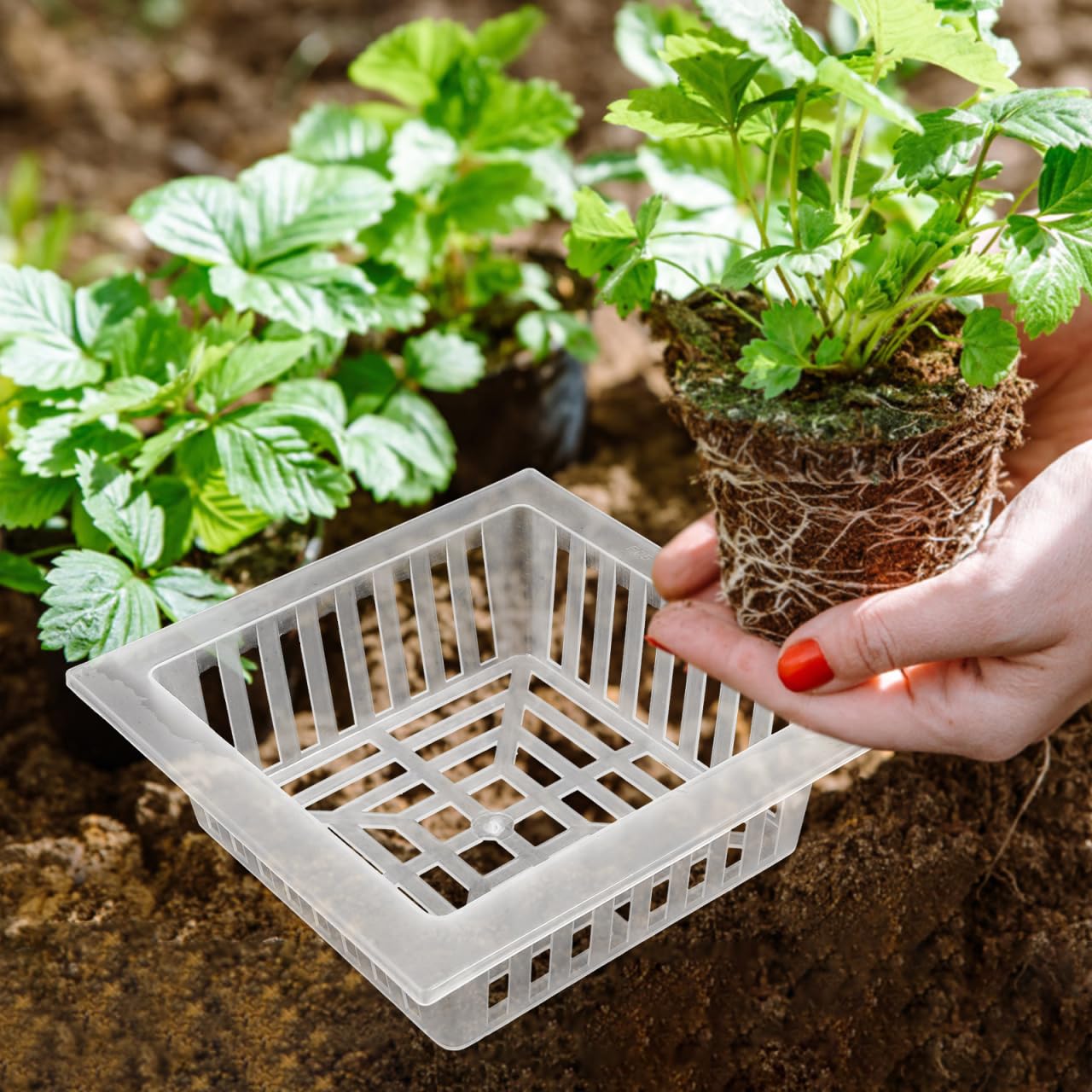 Totority Hydroponic Mesh Net Pots 10 Pack 6.10In Square Planting Baskets with Drainage Holes for Vegetables Flowers Orchids Tomatoes Peppers Reusable Garden Mesh Cups for Home Gardening