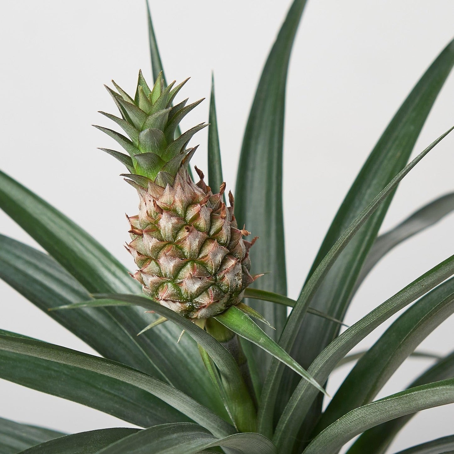 Bromeliad 'Yellow Pineapple' | Live Plant for Indoor & Outdoor | for Living Room, Office, Bathroom | (6" Pot)