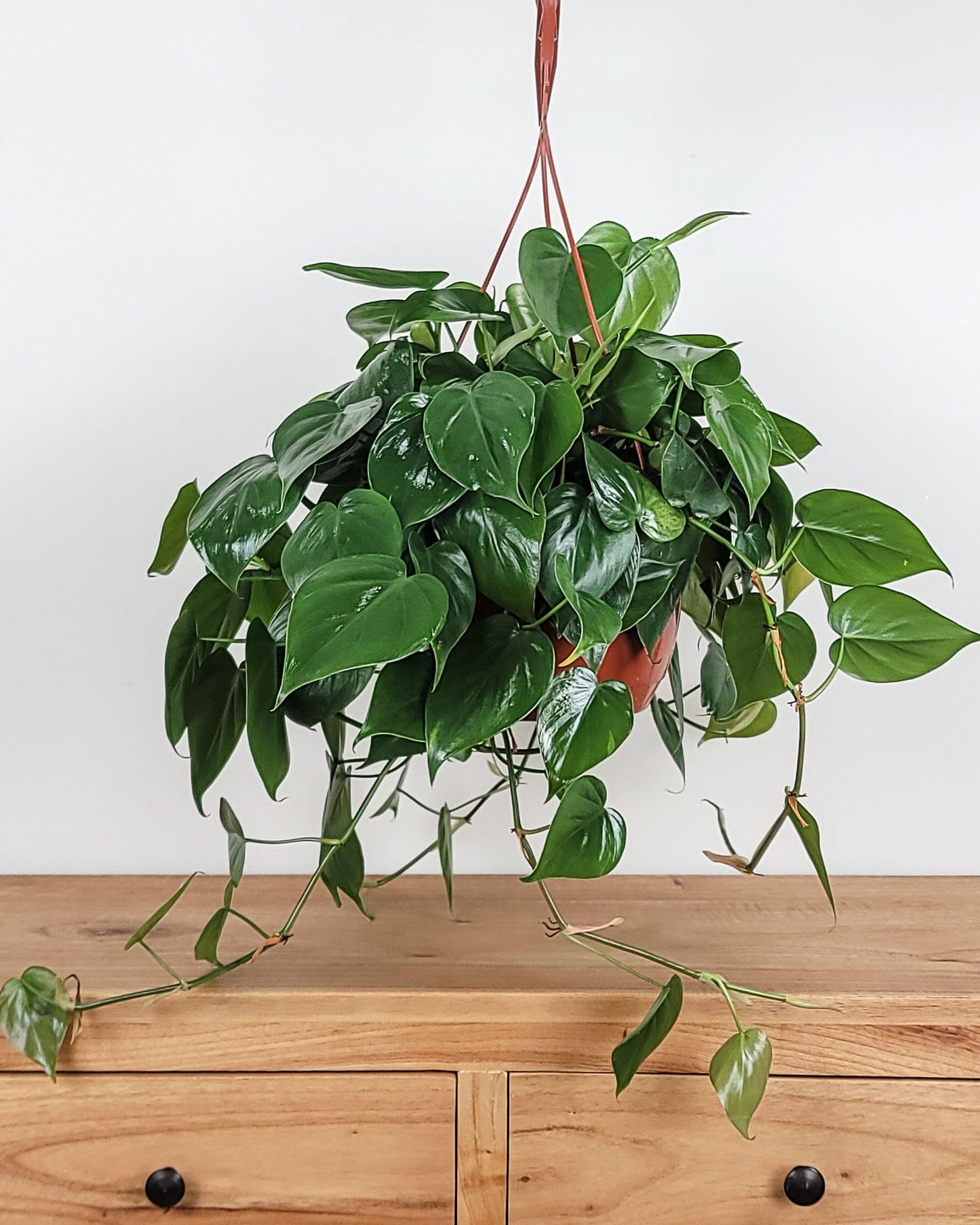 PlantVine Heart-Leaf Philodendron - Medium, Hanging Basket, Live Plant