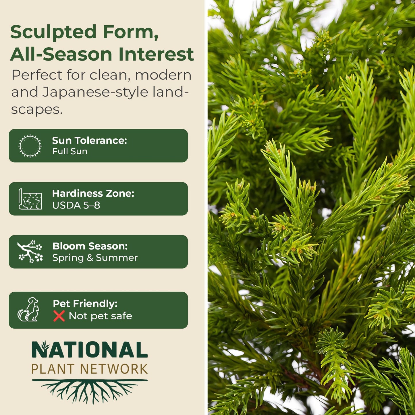 3 gal. Cryptomeria Globosa Nana Shrub
