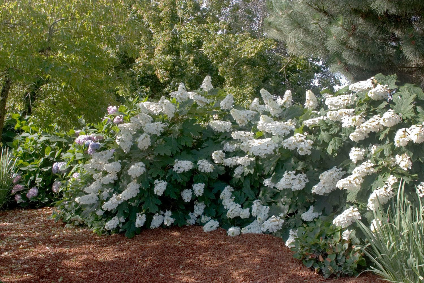 Live Plant - Oakleaf Hydrangea Shrub - 6-10" Tall Live Plant - 4" Pot - Hydrangea quercifolia