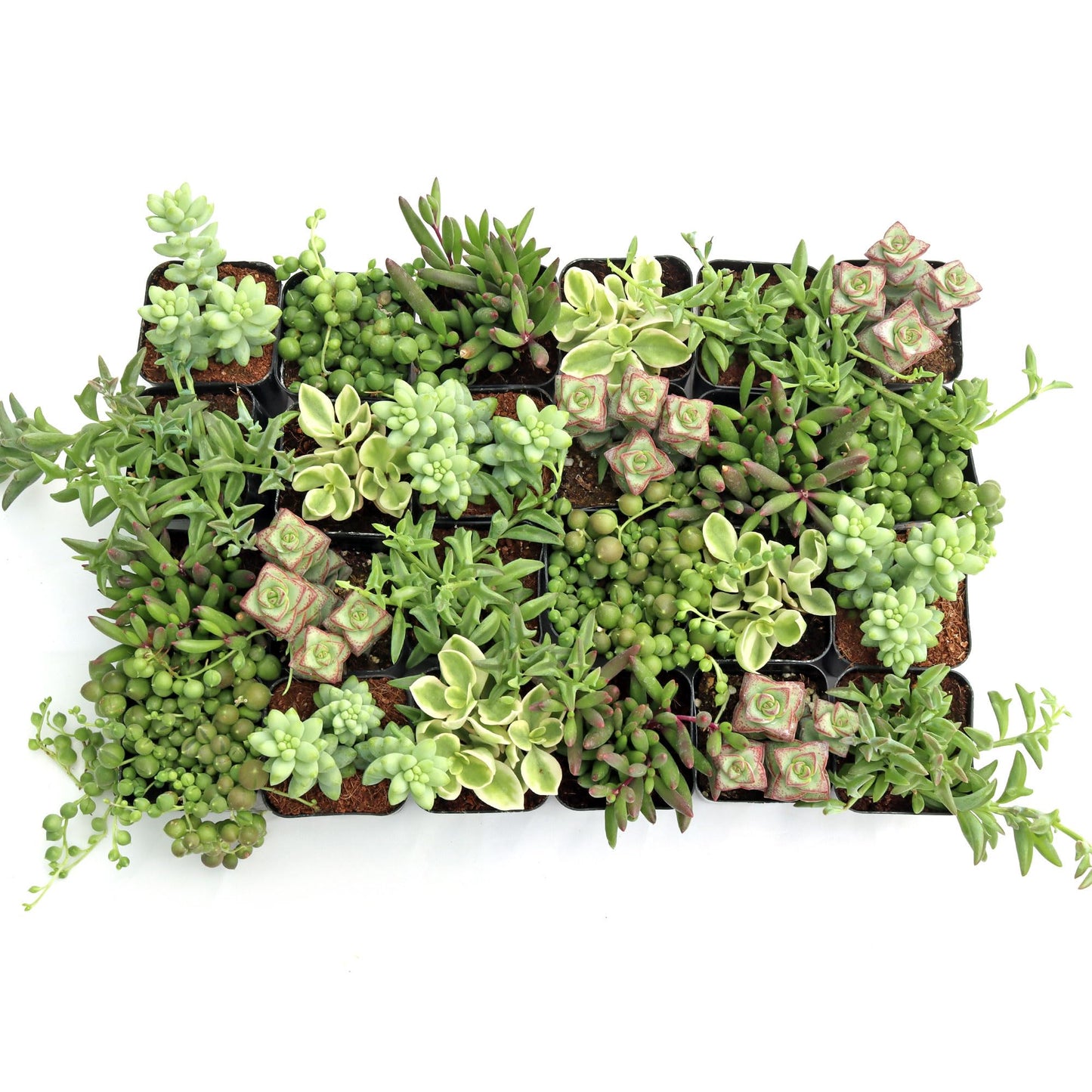 Mountain Crest Gardens Trailing & Strings Succulent Pack - 24 Live Plants in 2 Inch Pots - Real Succulents for Hanging Planters, Home Decor, and DIY Arrangements