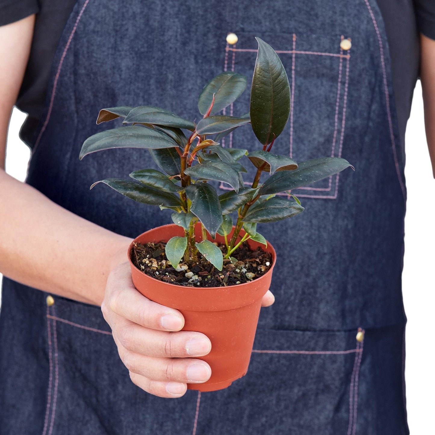 10 Pack Ficus Elastica 'Burgundy' in 4in Pot - Live Plants Tropical Houseplants | Variegated | USA Growers | The Snobby Leaf