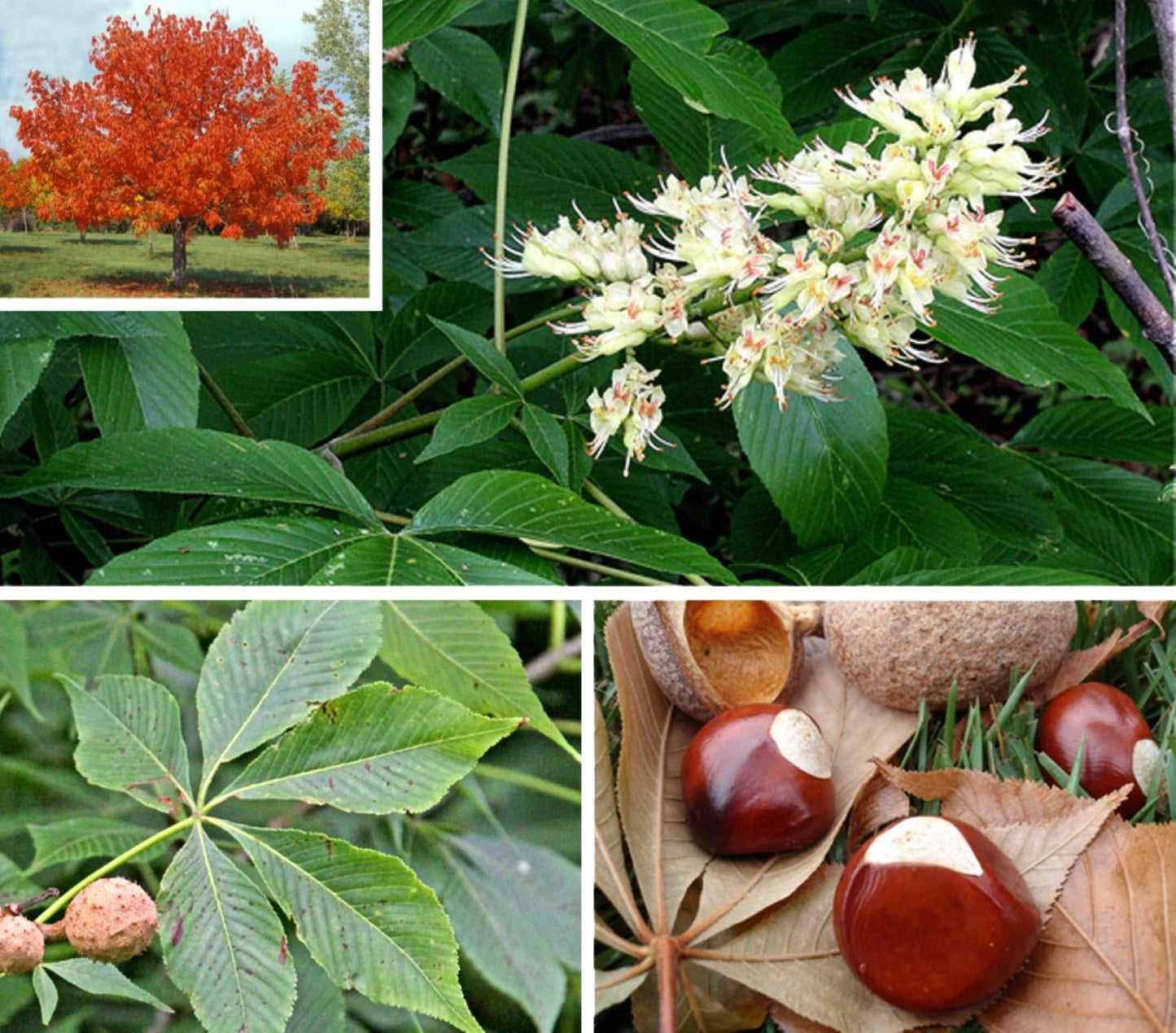 6-12” Tall Ohio Buckeye (Aesculus glabra) 1-2 Year Old Tree, Bare Root Plant