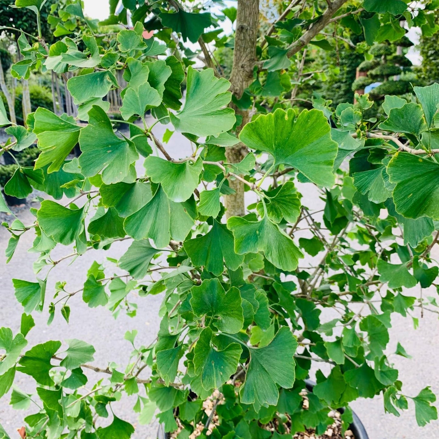 Live Plant - Ginkgo Biloba Tree (Maidenhair) - Live Plant - (1 Qt)