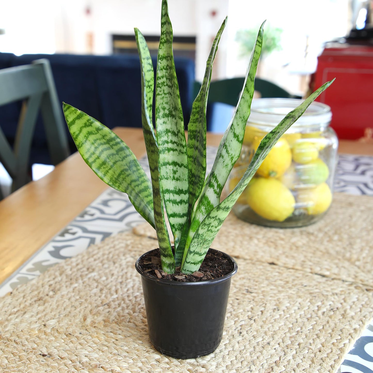 Altman Plants Live Snake Plant (Zeylanica), Approx. 13" Tall, Virtually Indestructible Easy Succulent Houseplant, 4 in Pot