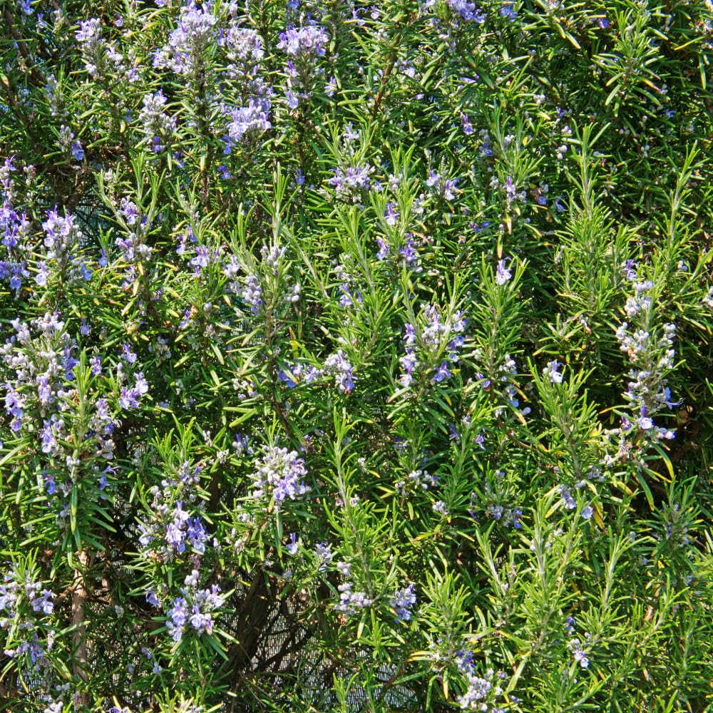 Rosemary Plants Live, Herb Plant, 4 Inc to 7 Inc Tall, Set 3 Plants