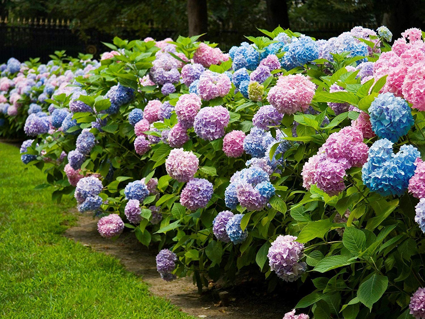 Brighter Blooms - Endless Summer® The Original Reblooming Hydrangea, 1 Gallon - No Shipping to AK, AZ, HI
