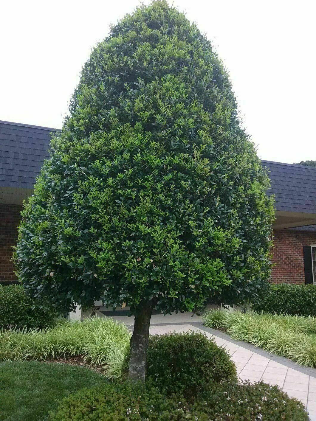 Live Plant - 2 Foster Holly Trees/Shrubs - Live Plants - 6-12" Tall Seedlings - Quart Pots