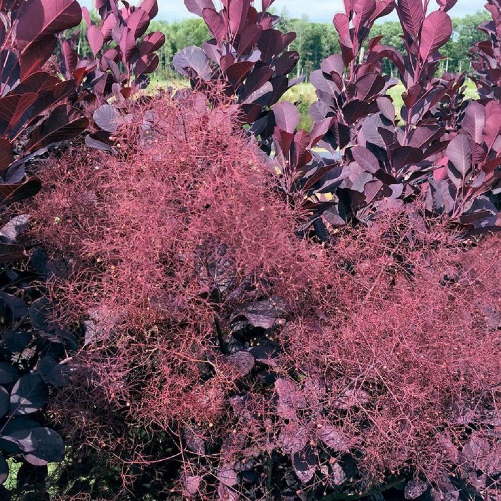 Winecraft Black Smokebush - 4" Pot - Cotinus - Proven Winners