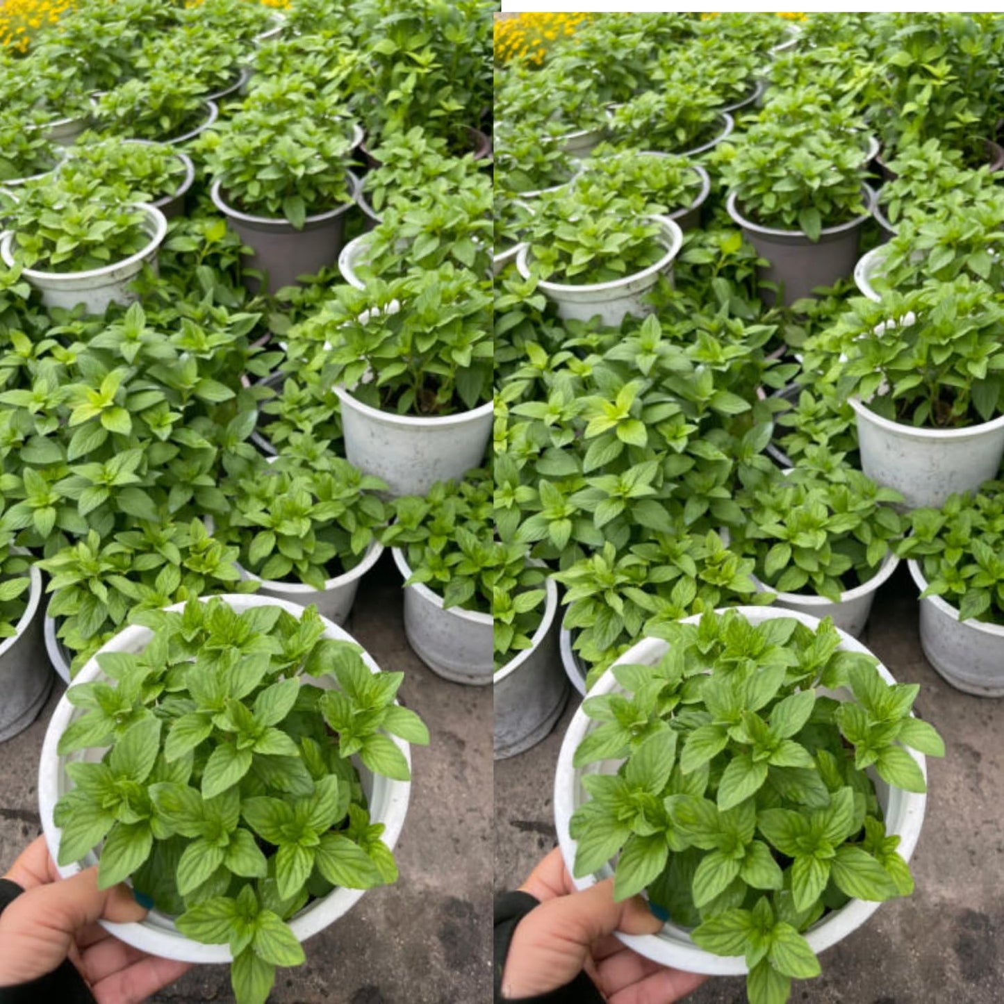 6 Random Mint Live Herb Plants, 4-6" Mixed Mint Varieties for Garden, Patio, and Container Growing