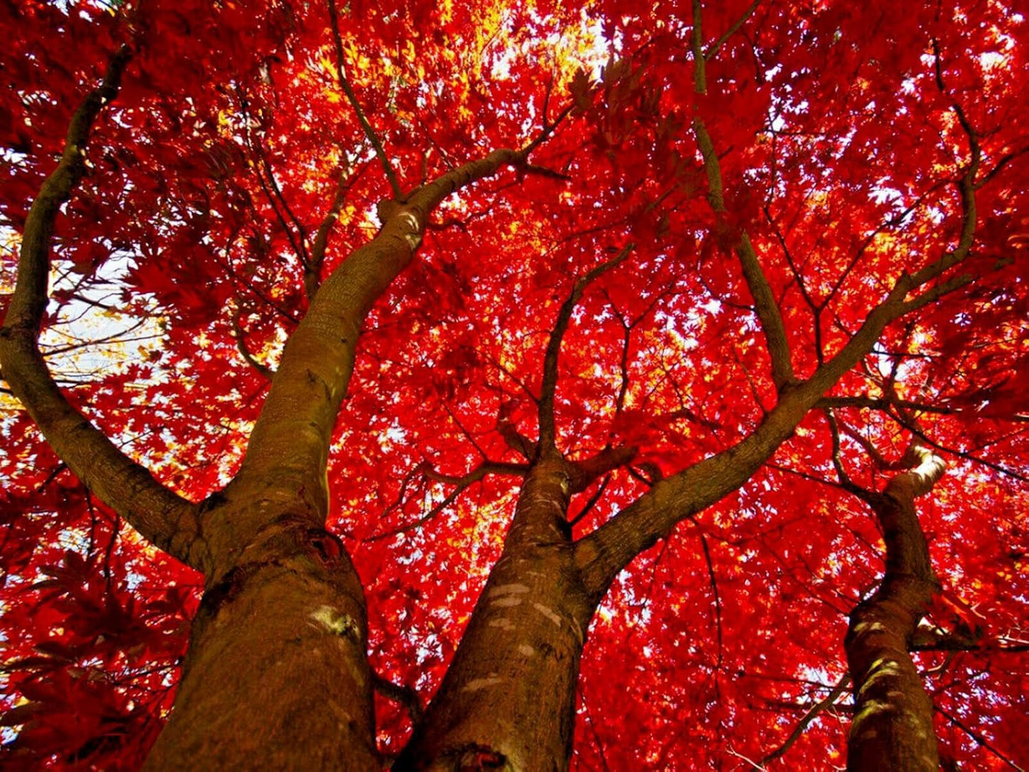 2 Red Maple Trees - 24-36" Tall Live Plants - Fast Growing Trees - Acer rubrum - (2 Pack)