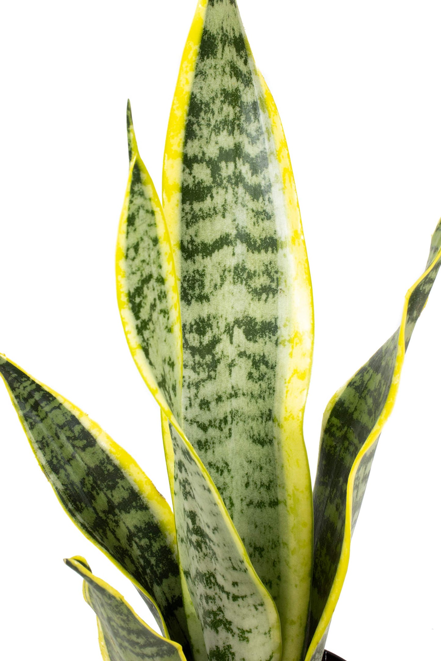 Live Snake Plant + Easy to Grow Houseplants (6-Pack)