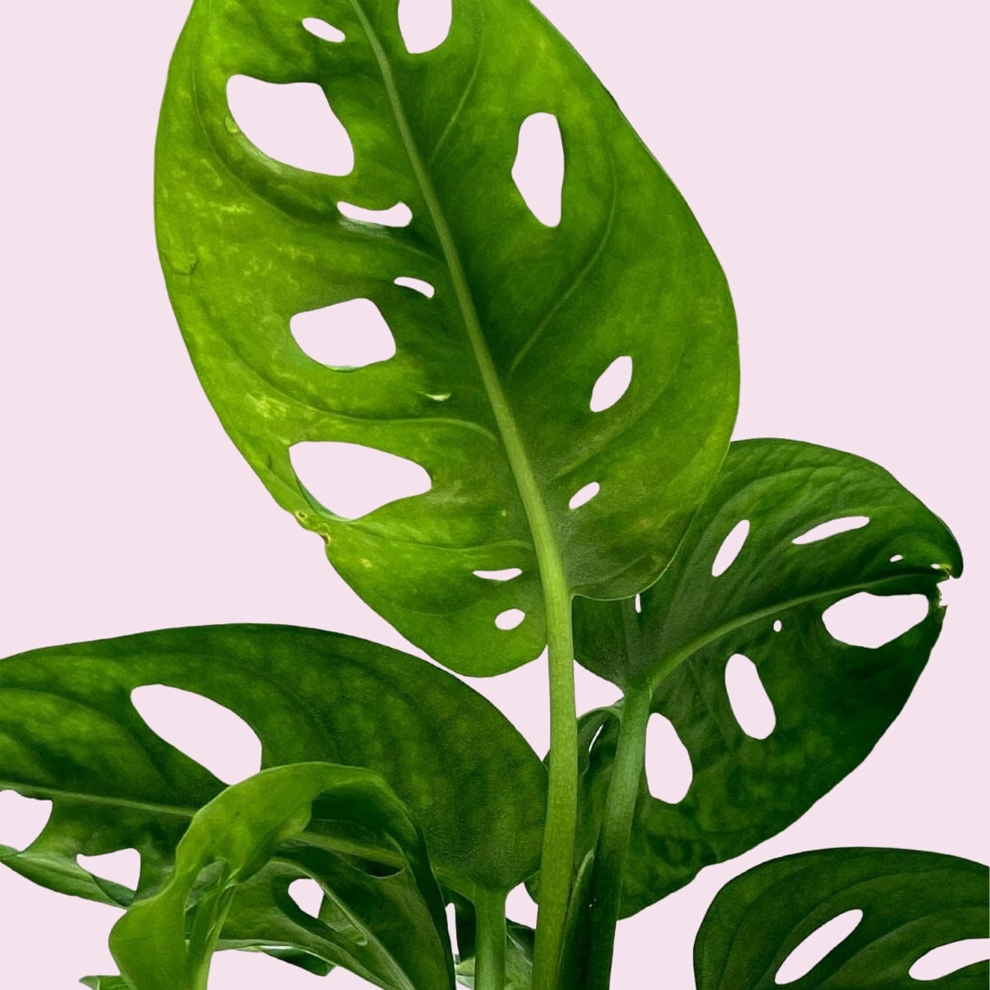 BubbleBlooms Monstera Adansonii Swiss Cheese Plant, Live in a 4 inch Pot by BubbleBlooms