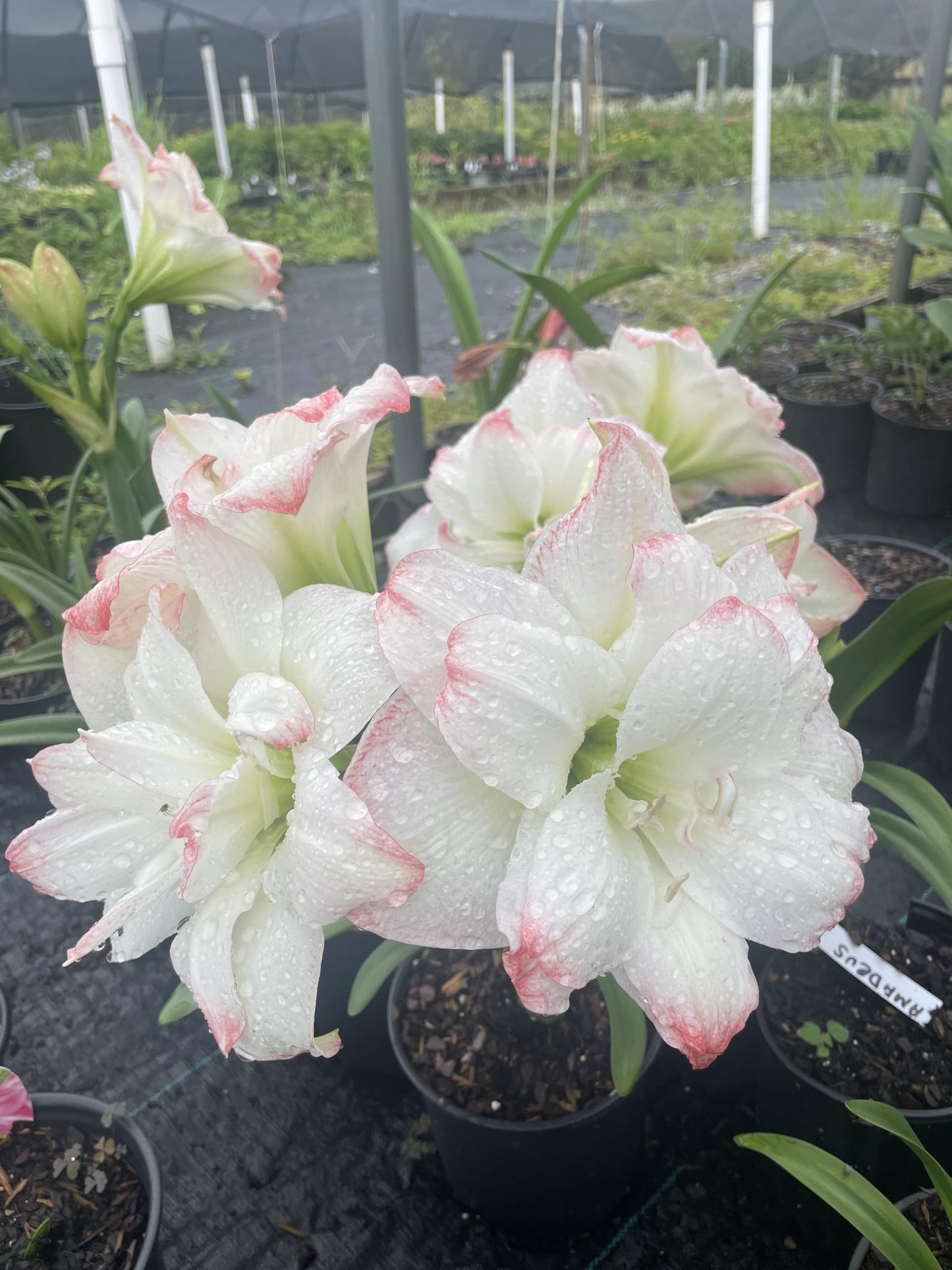 Amadeus Amaryllis Big Double Bloom with Pink/Red Accents Bulbs Flowers Rare