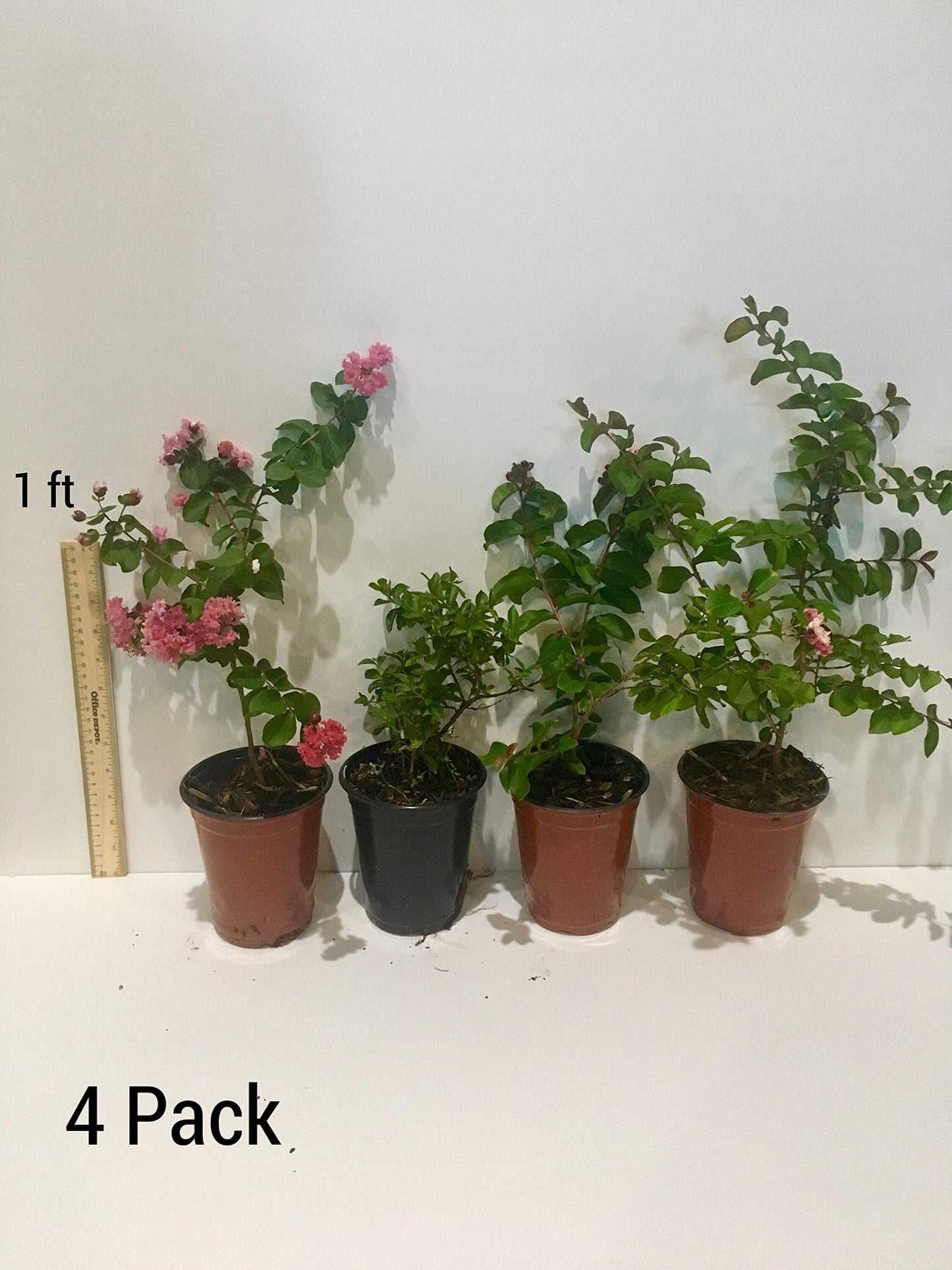 Acoma Crepe Myrtle Trees - White Blooms - Quart Containers - FIBROUS Root System - Grown by Crape Myrtle Guy - Live Plants - 1 Foot Tall (4)