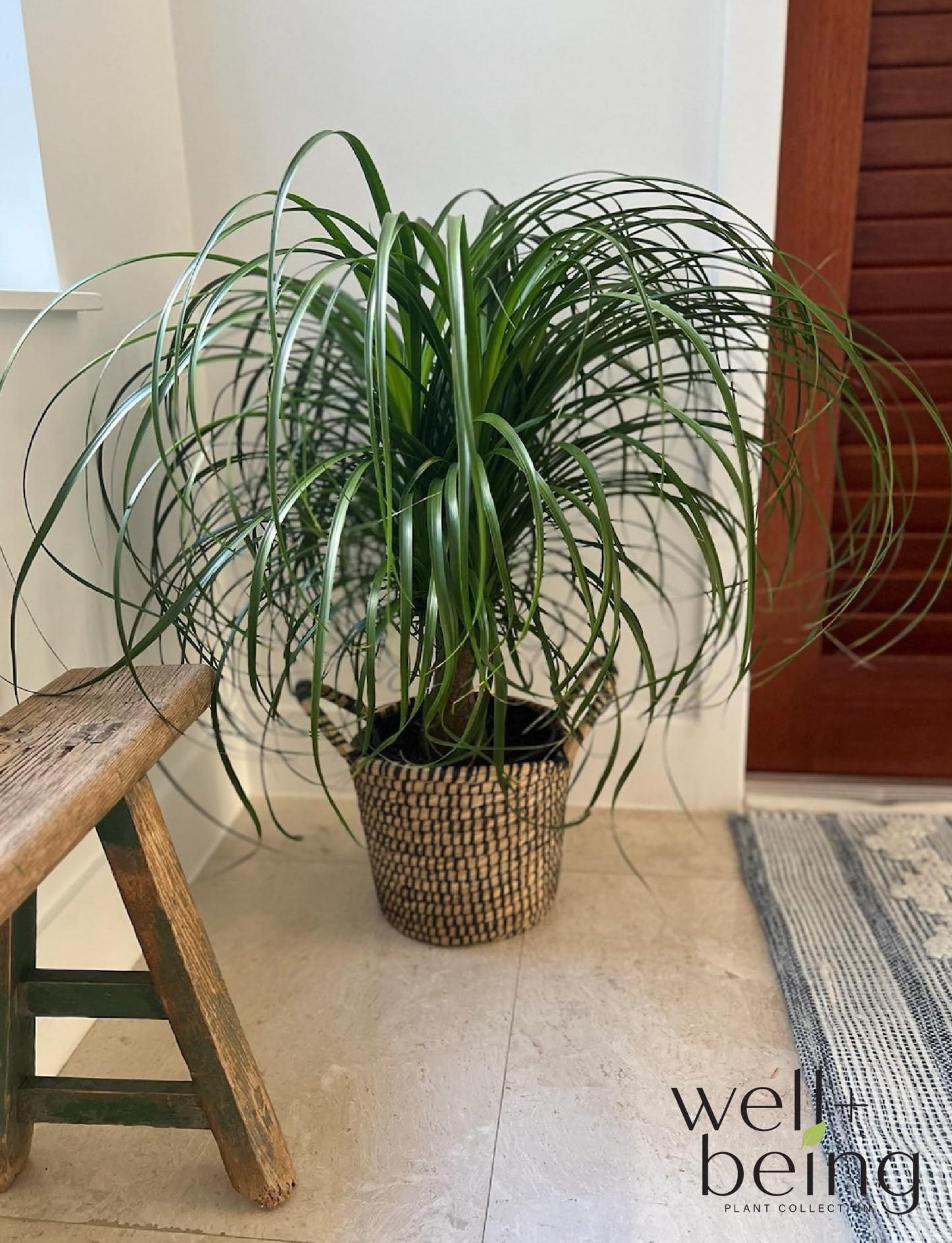 Nature's Way Farms Ponytail Palm (Beaucarnea Recurvata) Large Ponytail Palm Tree, Live Indoor Plant, in Growers Pot