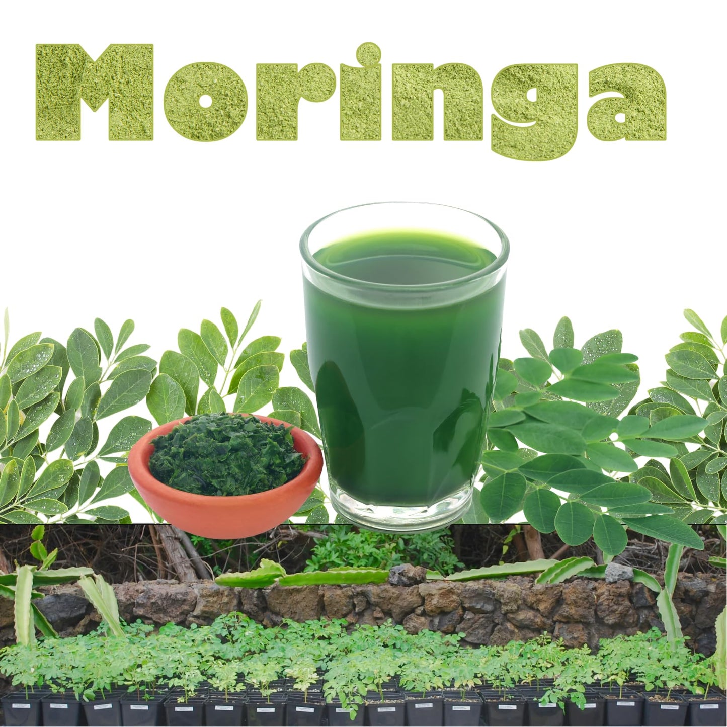 Sets 2 Moringa Plants Live Tree, 6 to 10" Moringa Oleifera Plant, Well Rooted, Cold Hardy, Spring Planting Drumstick Horseradish Tree
