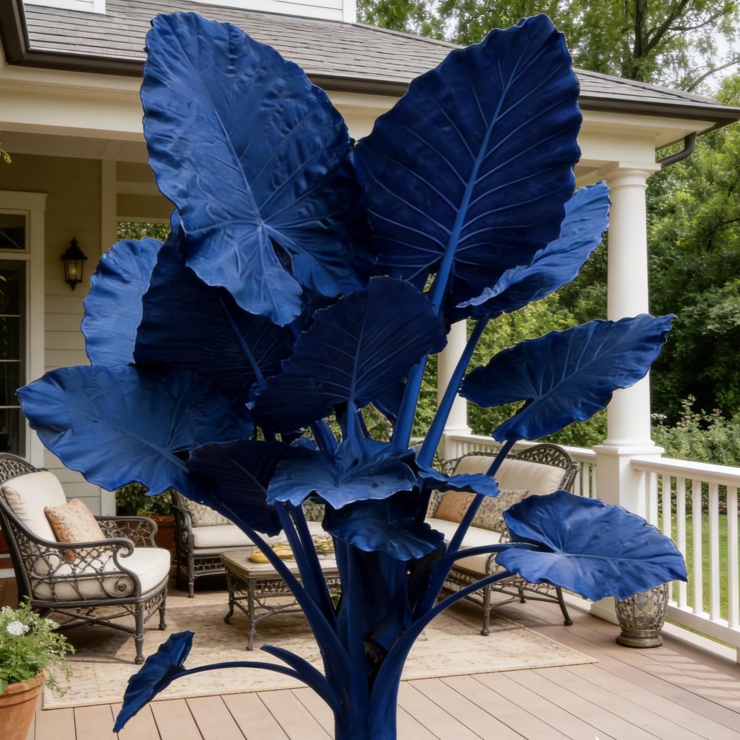 Premium Elephant Ear Plant Bulbs | Tropical Colocasia for Easy Outdoor Garden & Patio Decor (4)