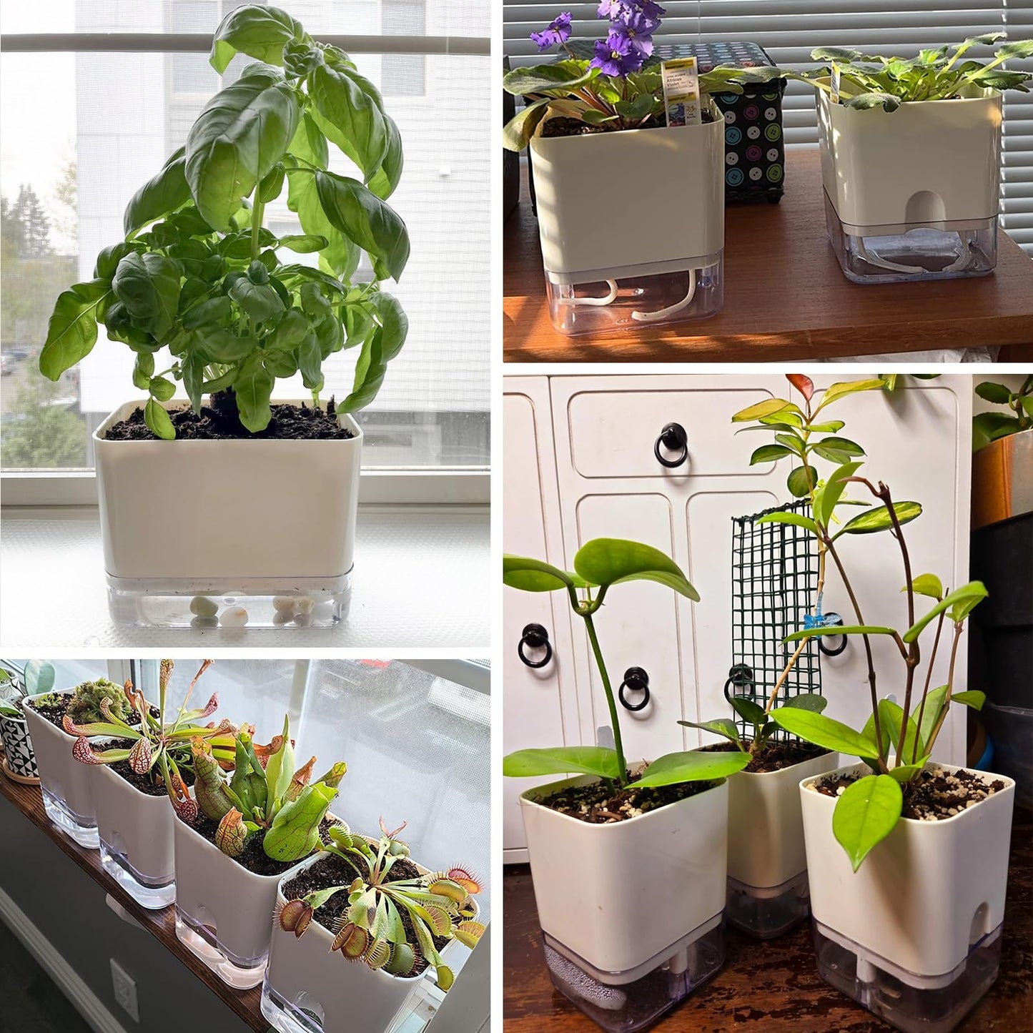 Planterhoma 6 Pack-5.5 Inch Self Watering Plant Pots for Indoor Plants, Square Self-Watering Planters Box Transparent for Devil's Ivy, Spider Plant, Orchid, African Violet