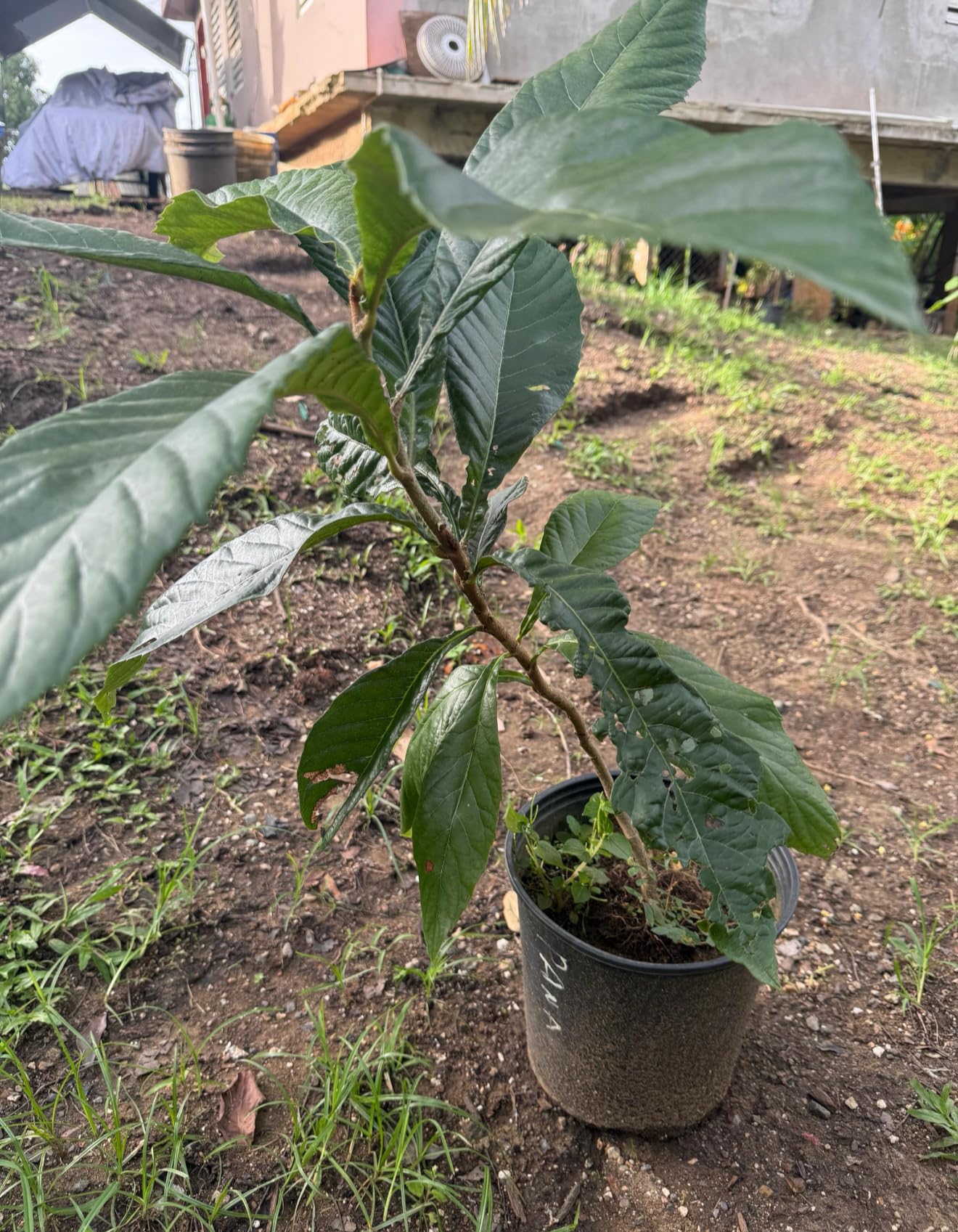 Big Loquat (Eriobotrya Japonica) Nispero Japones Live Tree(Japanese Plum) Plant (2-3ft)