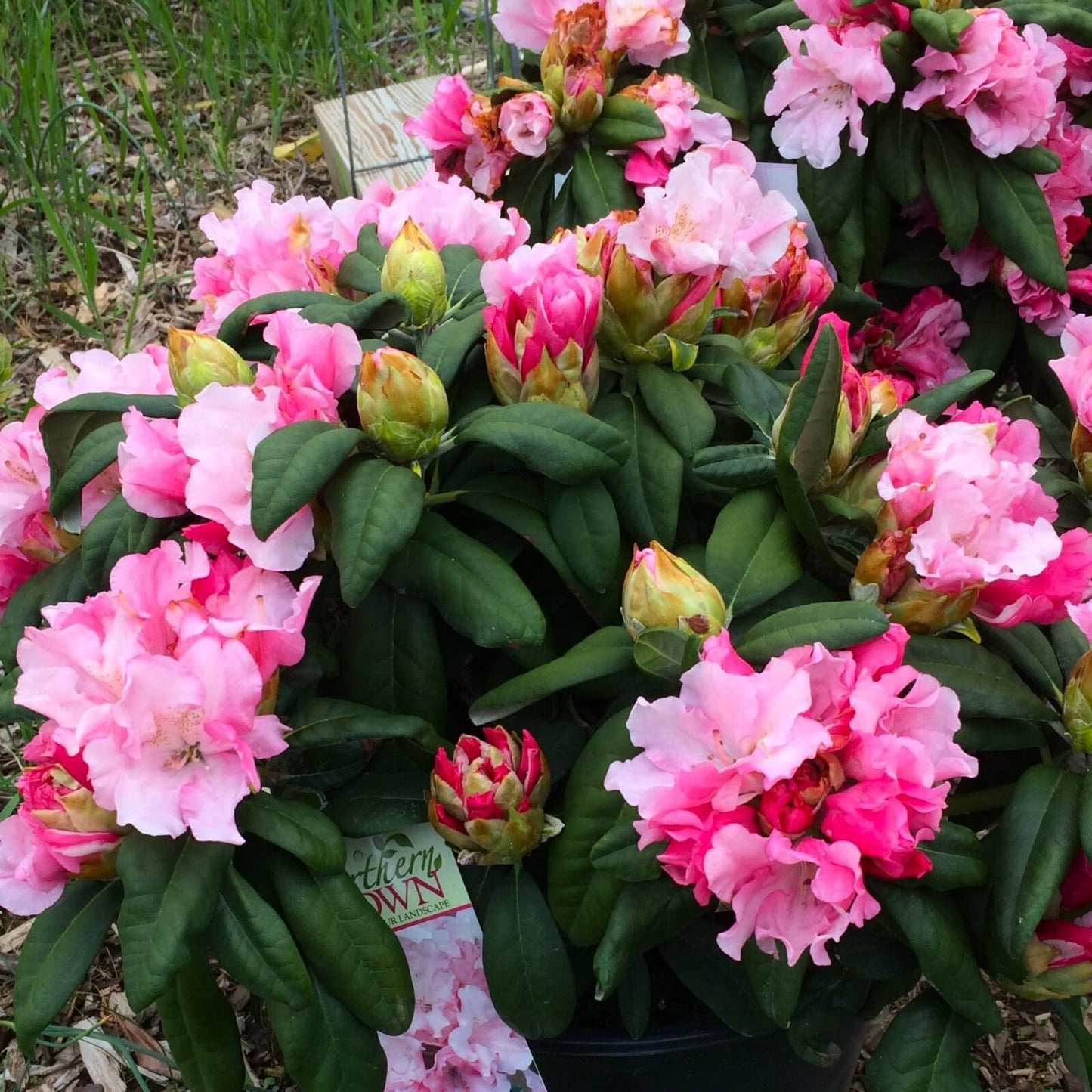 Live Plant - Yaku PrincessAzalea RhododendronSTARTER Plant