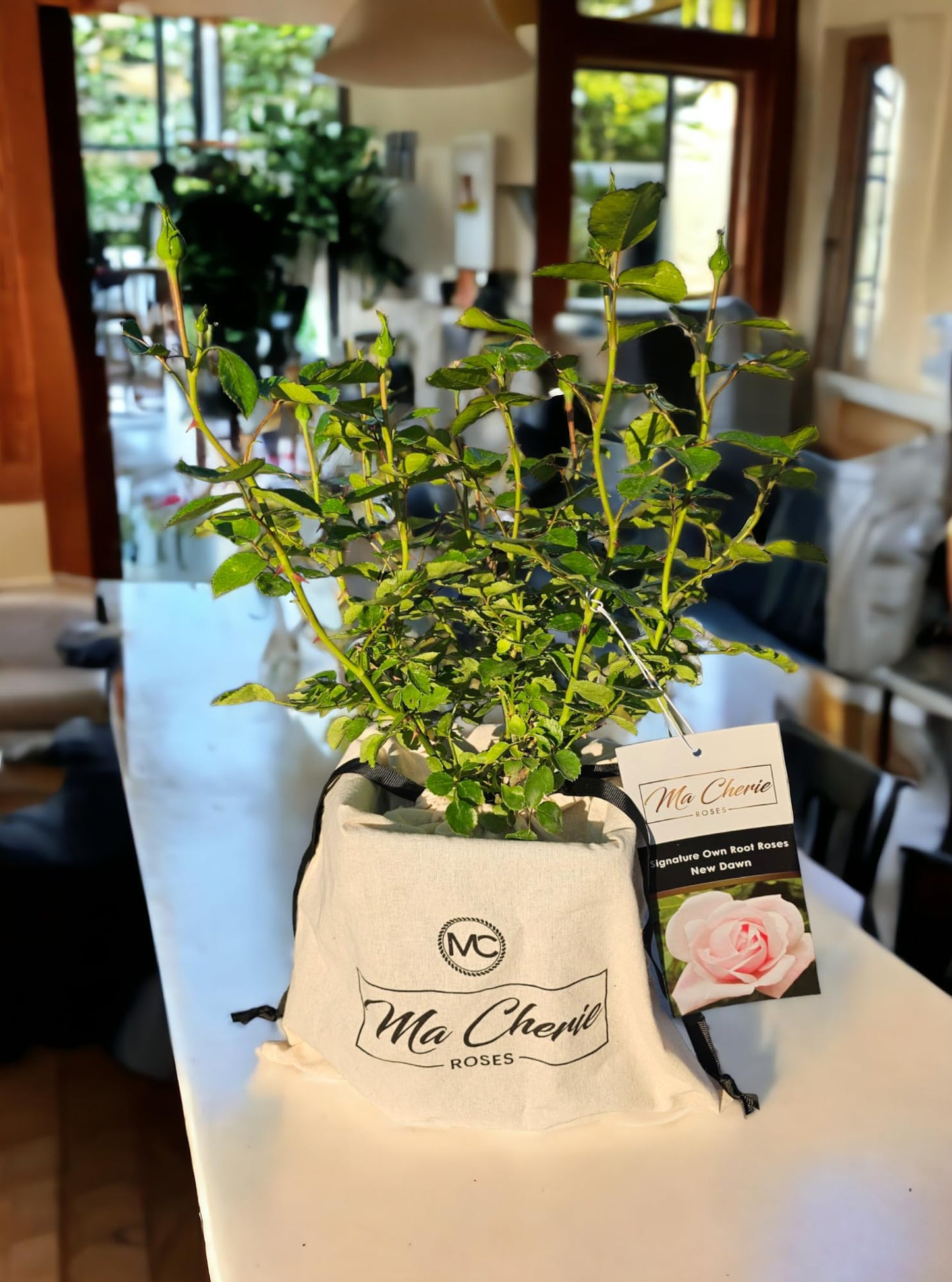 Unknown Ma Cherie Roses - New Dawn Climber - 1 Gallon Rose - Live Plant Ready to Plant