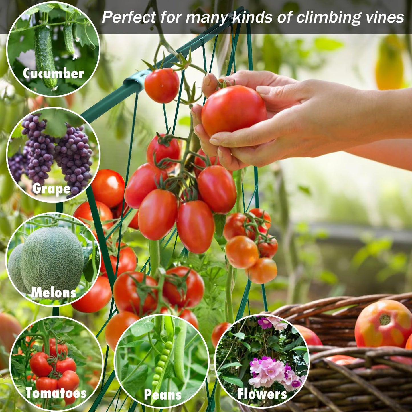 Heavy Duty Cucumber Trellis Thickened for Raised Garden Bed,48"x16" Foldable Frame Metal Vegetable Trellis for Climbing Plants Outdoor Plant Support for Grape Tomato Peas, Fruit, Vine,Bean(1 Pack)