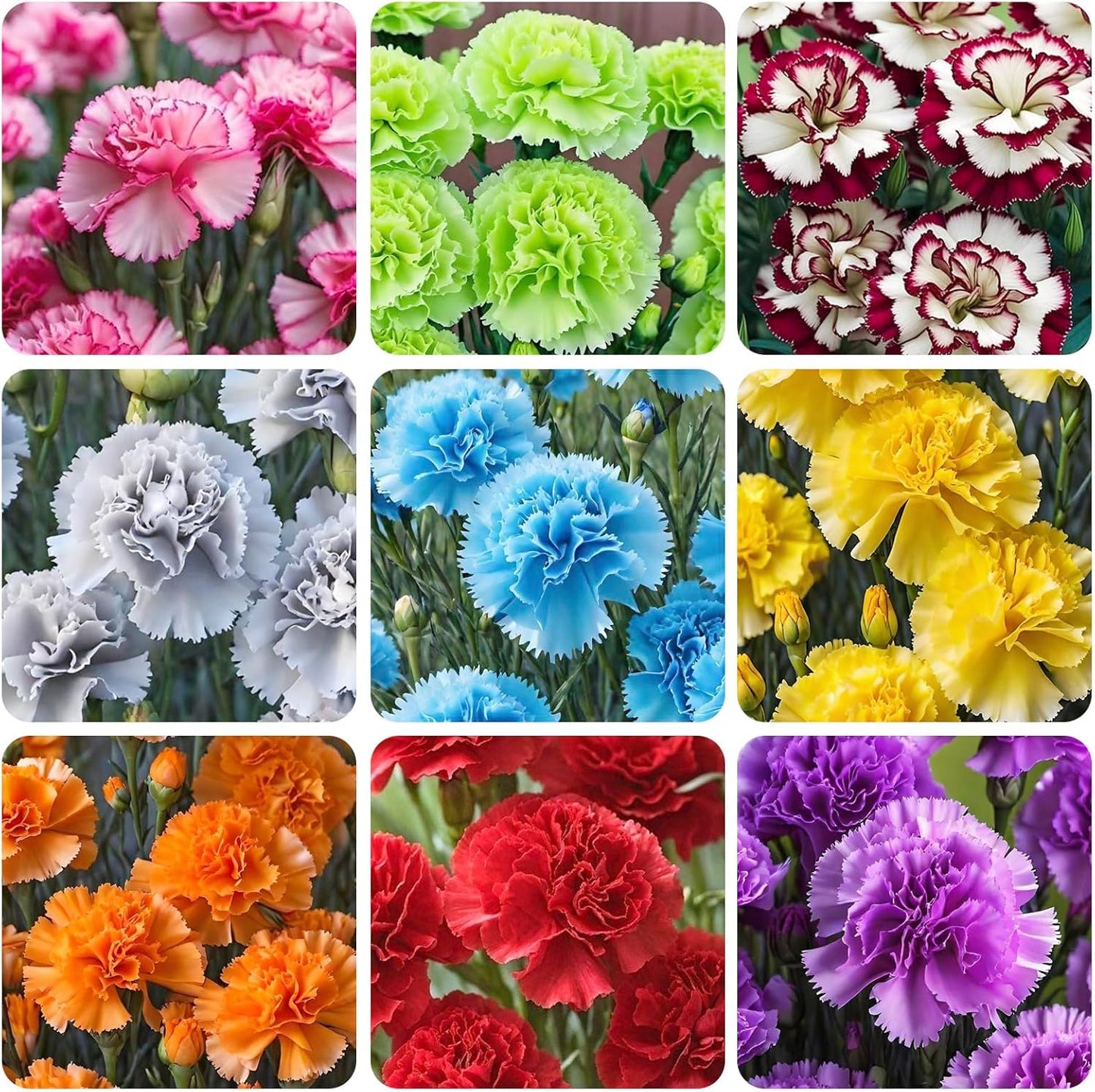 2999 PCS Carnation Flower Seeds for Planting – Dianthus Vibrant & Fragrant Blooms, Long-Lasting Flowers for Home Gardens, Flower Beds, Borders & Patio Containers