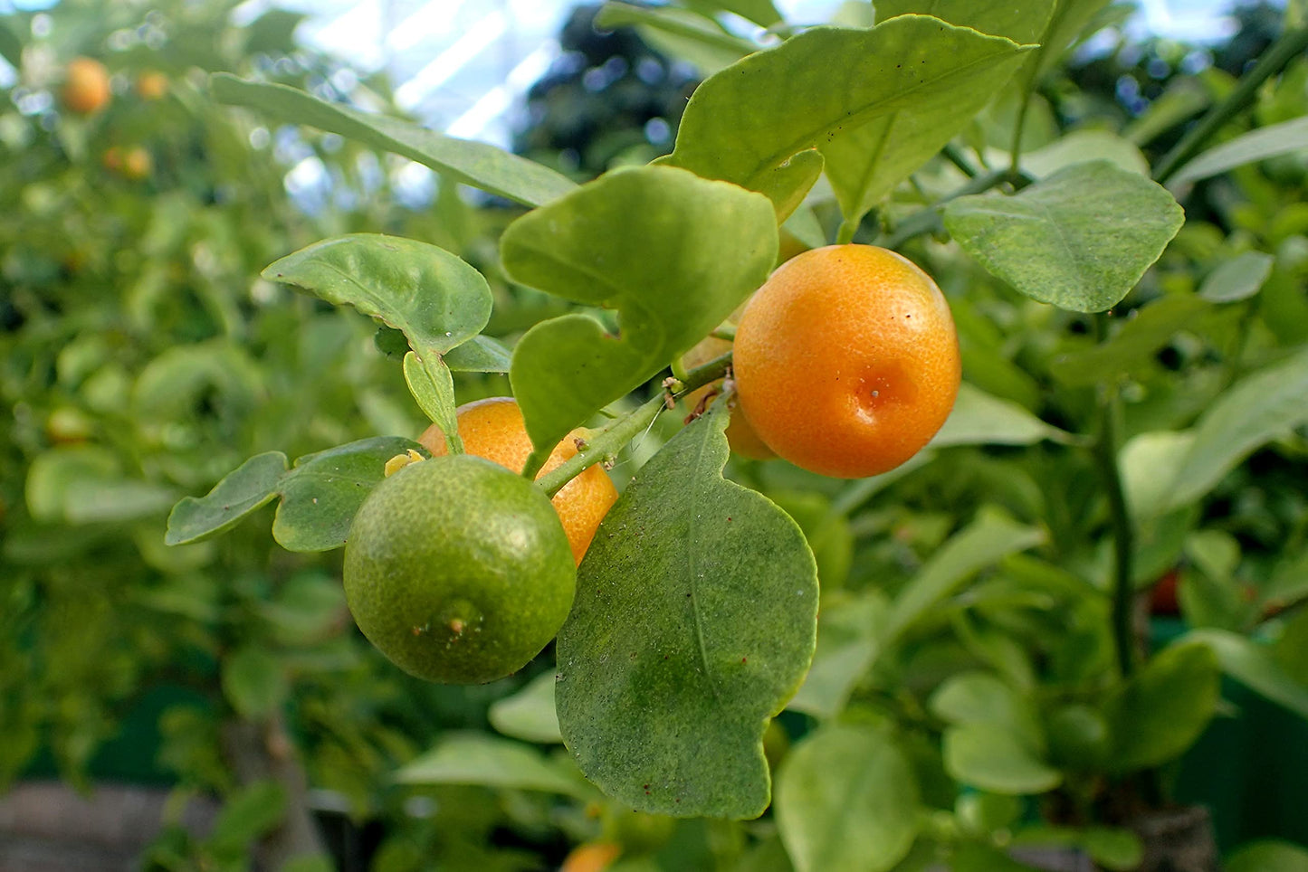 80pcs Calamansi Fruit Seeds for Planting, Fresh Citrus Seeds for Home Garden, Outdoor, and Greenhouse Cultivation