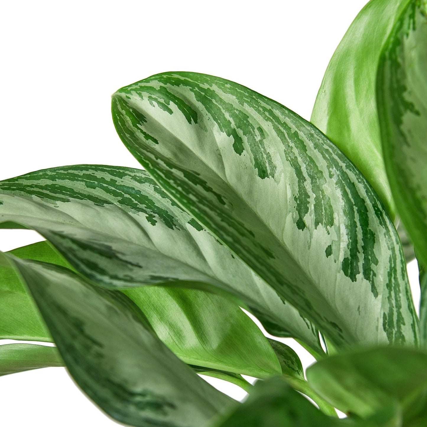 7 Pack Chinese Evergreen 'Silver Bay' in 6in Pot - Live Plants Tropical Houseplants | Variegated | USA Growers | The Snobby Leaf