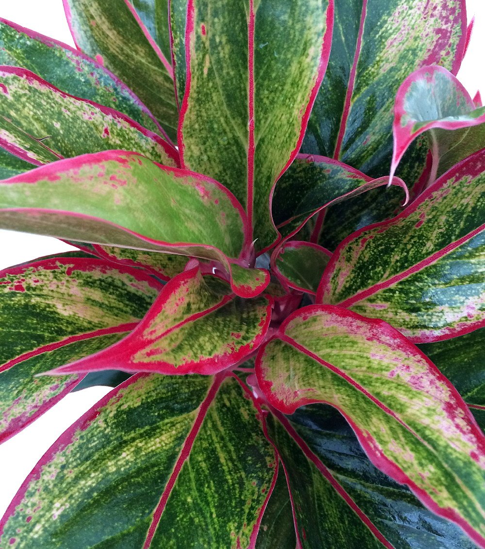 Siam Aurora Chinese Evergreen Plant - Aglaonema - Grows in Dim Light - 5" Pot