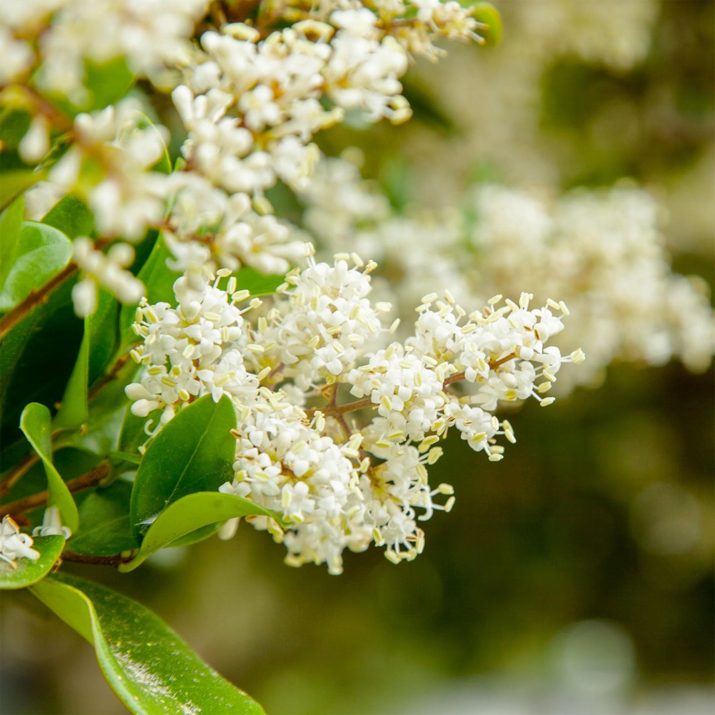Perfect Plants Waxleaf Ligustrum 1 Gallon Growers Pot | Fast Growing Evergreen Shrub with Timy White Blooming Clusters