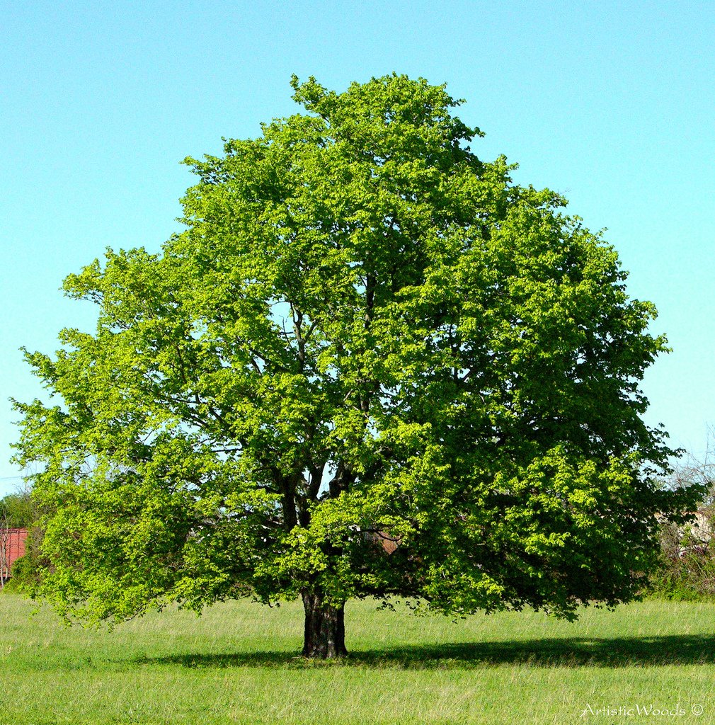 American Red Maple Shade Tree - Live Plant Shipped 3 Feet Tall by DAS Farms