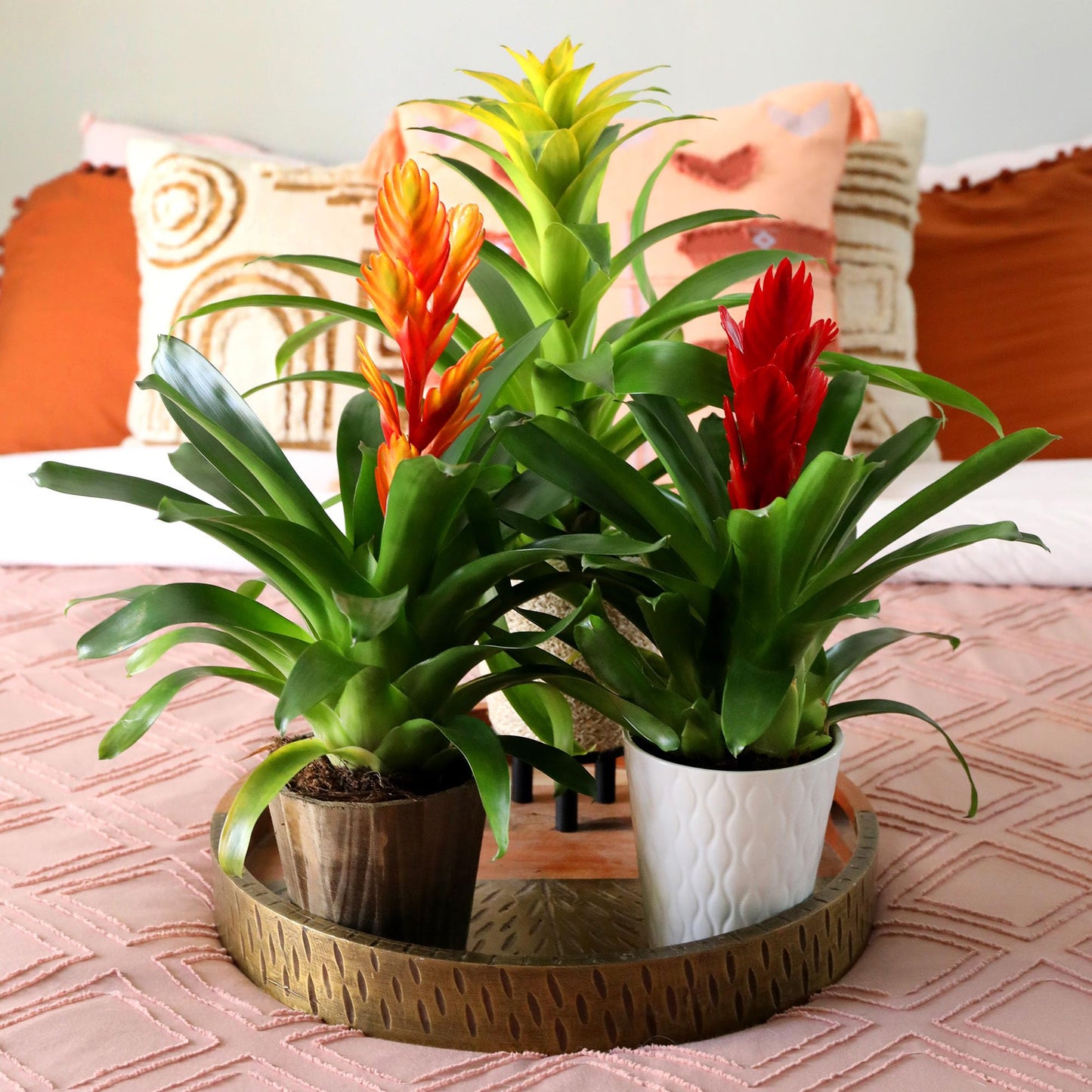 Green Circle Growers 5" Orange Vriessa Bromeliad in Brown Wilson Wood Planter, Live Plant