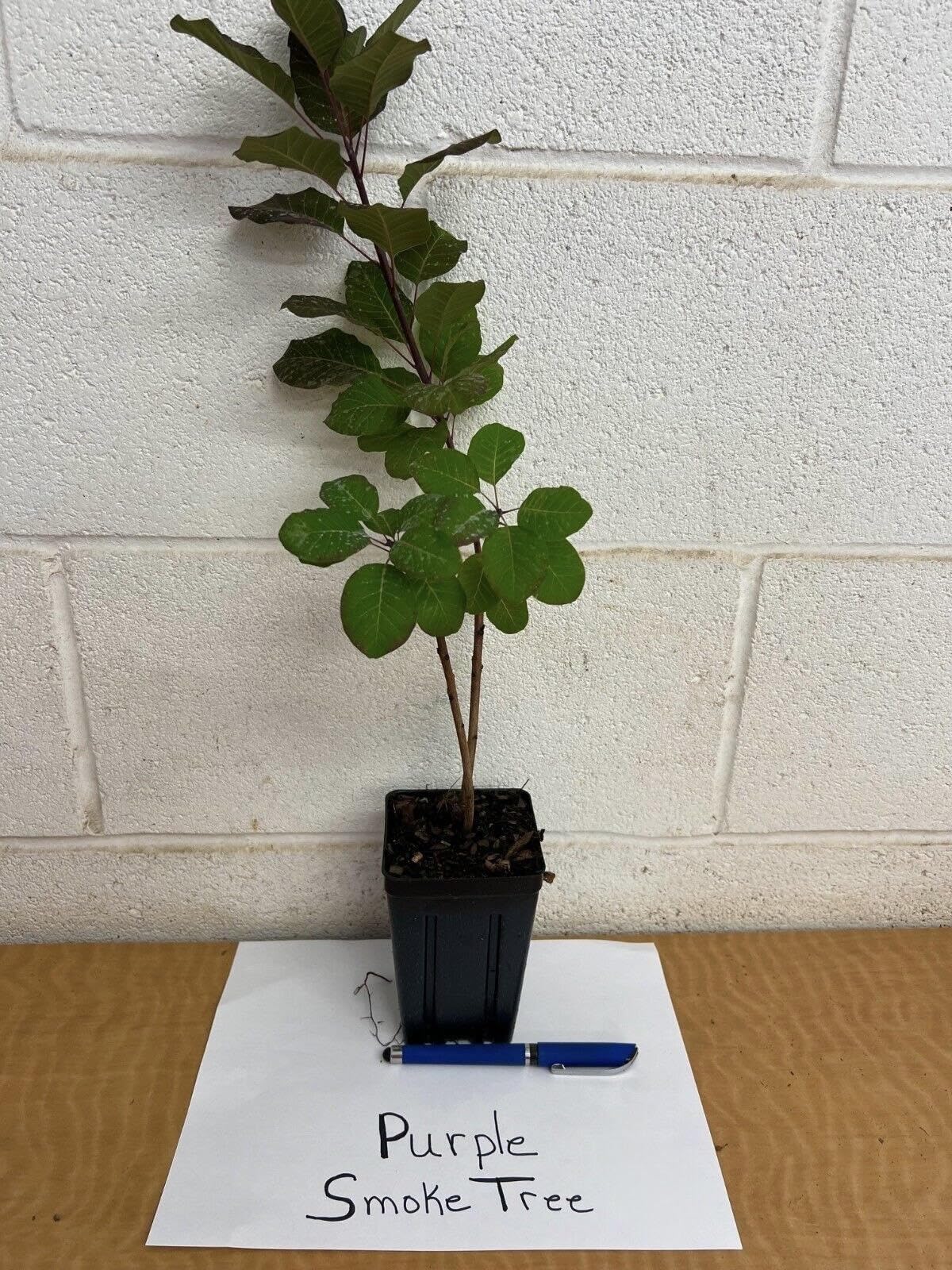 Purple Smoke Tree 12-18" Tall - Quart Pot - Live Plant