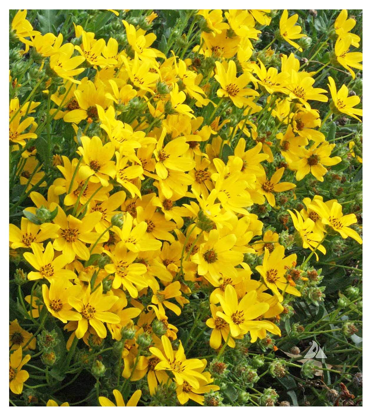 Englemann Daisy Seeds - Perennial Native - 6500 Seeds