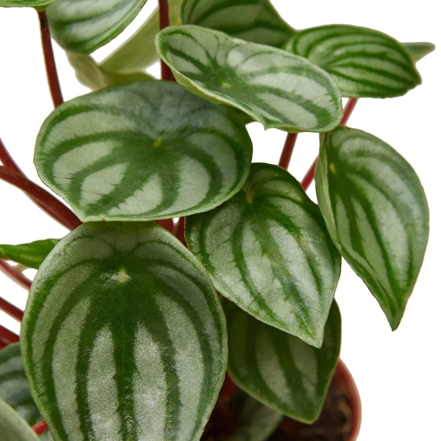 Peperomia Watermelon | Live Plant for Indoor & Outdoor | for Living Room, Office, Bathroom | (6" Pot)